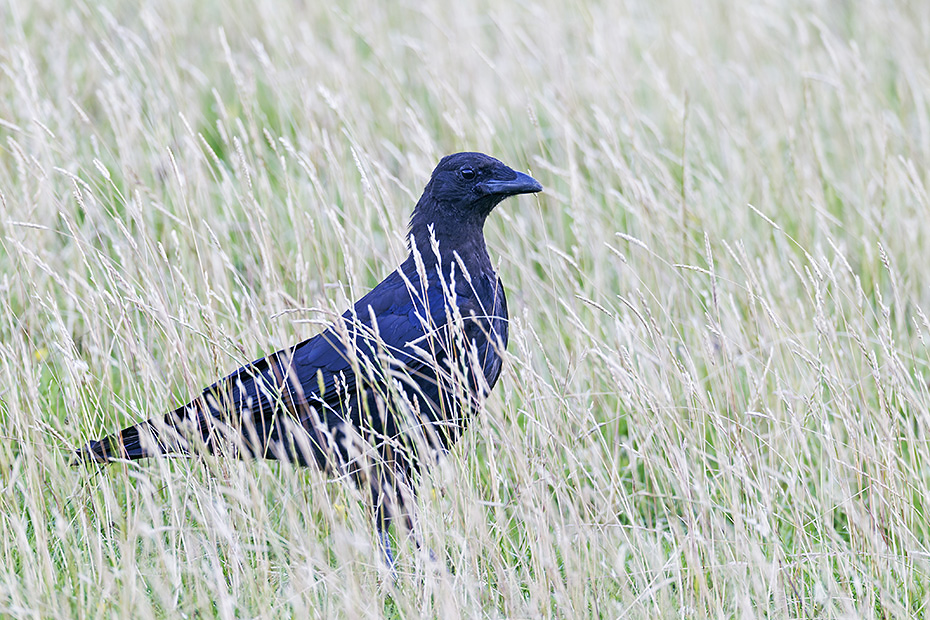 Aaskraehe, die Jungvoegel sind nach 29 - 30 Tagen fluegge  -  (Rabenkraehe - Foto Aaskraehe fluegger Jungvogel), Corvus corone (corone), Carrion Crow, the young fledge after 29 to 30 days  -  (Gore Crow - Photo Carrion Crow juvenile bird)