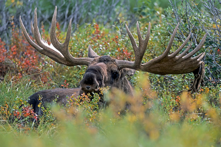 Elche koennen in freier Wildbahn ein Alter von 15 Jahren erreichen, dies ist aber nur selten der Fall  -  (Alaska-Elch - Foto Elchschaufler), Alces alces - Alces alces gigas, Moose, the maximum lifespan in the wild is 15 years  -  (Giant Moose - Photo bull Moose)