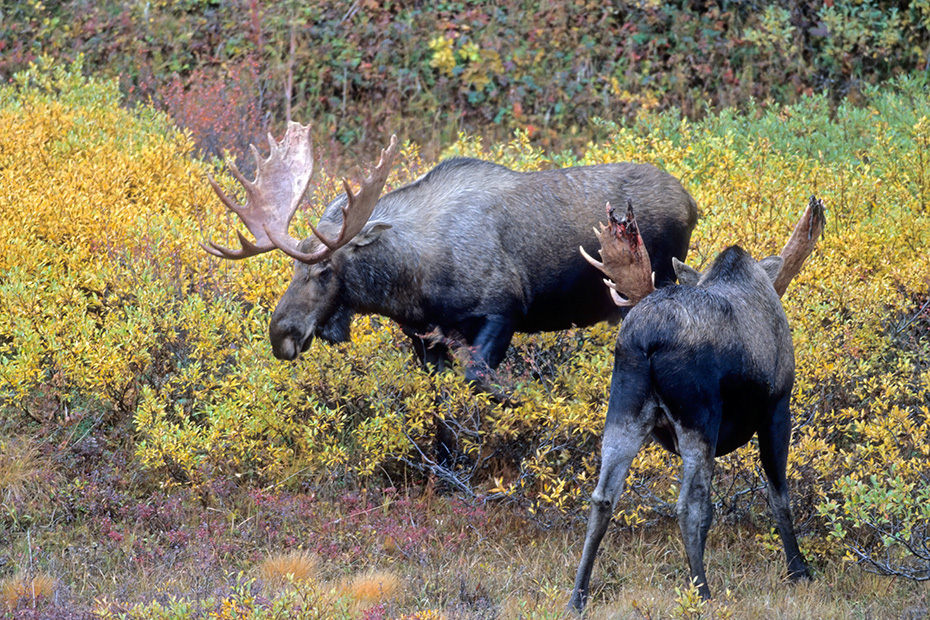 Elch, die gefaehrlichsten natuerlichen Feinde in Nordamerika sind Woelfe, Baeren und Pumas  -  (Alaskaelch - Foto Elchschaufler spielerisch kaempfend), Alces alces - Alces alces gigas, Moose, predators in North America are wolves, bears and cougars  -  (Giant Moose - Photo bull Moose playfully fighting)