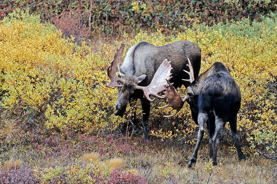 Elch, die Geweihe der Nordamerikanischen und Sibirischen Elchbullen sind in der Regel groesser und massiger, als die der Europaeischen Artgenossen  -  (Alaska-Elch - Foto Elchschaufler spielerisch kaempfend), Alces alces - Alces alces gigas, Moose, the North American and Siberian moose antlers are usually larger than those of Eurasian Moose  -  (Giant Moose - Photo bull Moose playfully fighting)