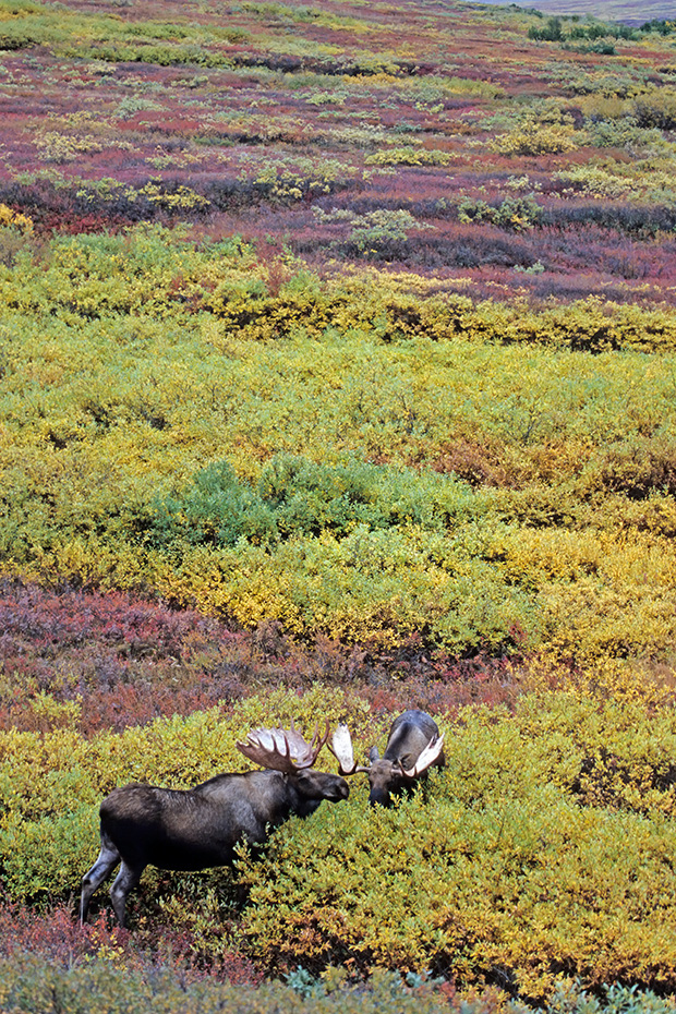 Elch, die Brunft beginnt im September und endet im Oktober  -  (Alaska-Elch - Foto Elchbullen spielerisch kaempfend), Alces alces - Alces alces gigas, Moose, the mating occurs in September and October  -  (Alaska Moose - Photo bull Moose playfully fighting)