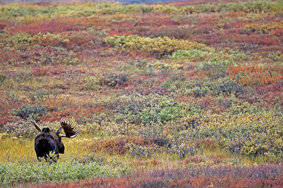 Elch, ausgewachsene  Elchbullen erreichen in Alaska ein Durchschnittsgewicht von 630kg  -  (Alaska-Elch - Foto Elchschaufler in der herbstfarbenen Tundra), Alces alces - Alces alces gigas, Moose, a mature Alaskan bull Moose has an average weigh of 630kg  -  (Alaskan Moose - Photo bull Moose in indian summer)