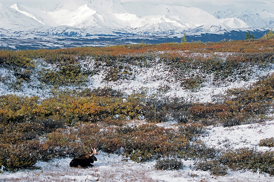 Elch, die Fortpflanzungszeit wird in der Fachsprache Brunft oder Brunftzeit genannt  -  (Alaska-Elch - Foto Elchbulle vor der Alaska-Bergkette), Alces alces - Alces alces gigas, Moose, the mating season called THE RUT  -  (Giant Moose - Photo bull Moose in front of the Alaska-Range)