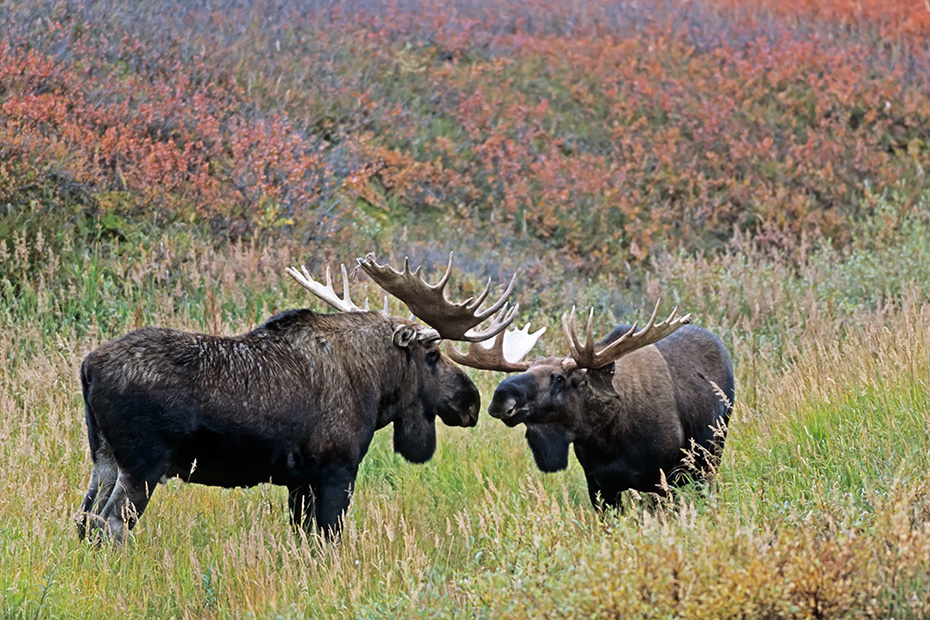 Elch, in der Brunft kann es zwischen den Maennchen zu Kaempfen kommen, bei diesen geht es um das Vorrecht, sich mit den Elchkuehen zu paaren  -  (Alaska-Elch - Foto Elchschaufler spielerisch kaempfend), Alces alces - Alces alces gigas, Moose, in the mating season, the bulls will fight for access to females  -  (Alaskan Moose - Photo bull Moose playfully fighting)