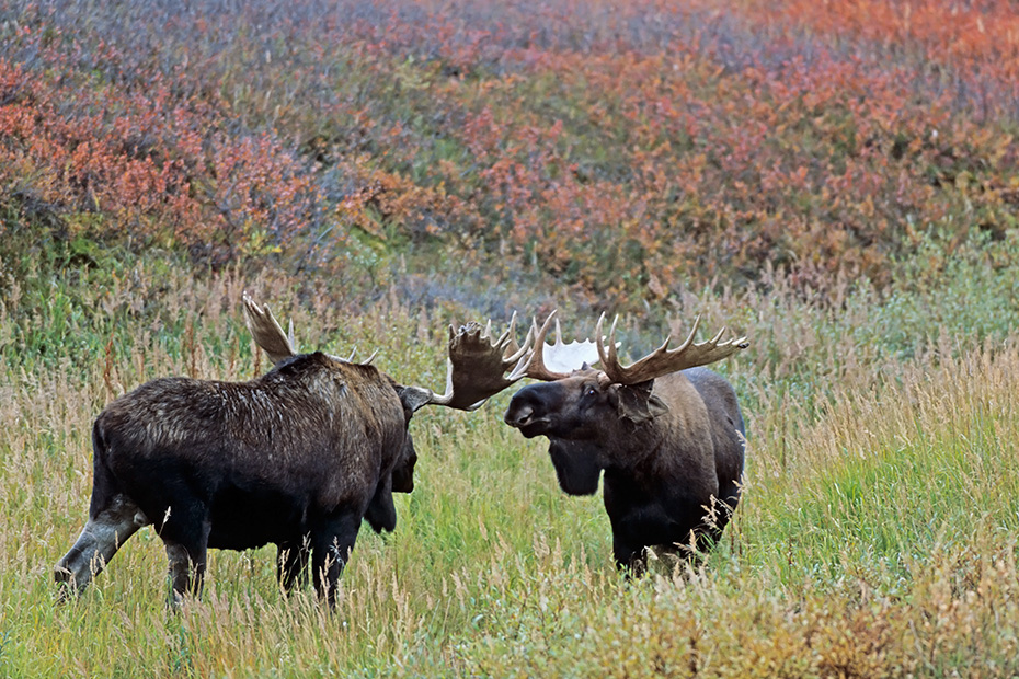Elch, die Gewichte der Elchbullen variieren je nach Vorkommen und Alter zwischen 380 - 700kg, es werden in seltenen Faellen Gewichte von ueber 800kg erreicht  -  (Alaska-Elch - Foto Elchschaufler spielerisch kaempfend), Alces alces - Alces alces gigas, Moose, males normally weigh from 380 to 700kg  -  (Alaska Moose - Photo bull Moose playfully fighting)
