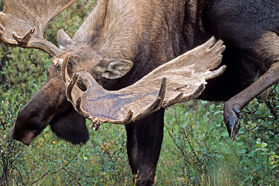 Elch, in Alaska und Sibirien koennen die groessten Vertreter dieser Tierart beobachtet werden  -  (Alaska-Elch - Foto kapitaler Elchbulle mit Bastgeweih), Alces alces - Alces alces gigas, Moose, the largest subspecies can be found in Alaska and Siberia  -  (Alaska Moose - Photo bull Moose with velvet-covered antlers)
