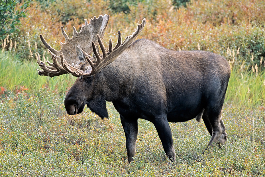Elch, ausgewachsene  Elchbullen erreichen in Alaska ein Durchschnittsgewicht von 630kg  -  (Alaska-Elch - Foto kapitaler Elchschaufler mit Bastgeweih), Alces alces - Alces alces gigas, Moose, a mature Alaskan bull Moose has an average weigh of 630kg  -  (Alaska Moose - Photo bull Moose with velvet-covered antlers)