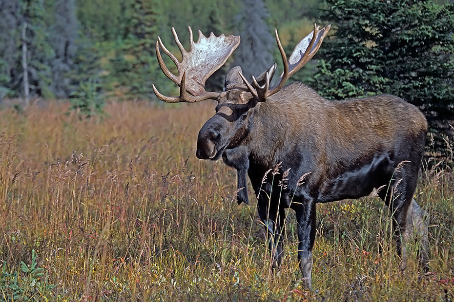 Elch, die gefaehrlichsten natuerlichen Feinde in Nordamerika sind Woelfe, Baeren und Pumas  -  (Alaskaelch - Foto Elchschaufler in der Brunftzeit), Alces alces - Alces alces gigas, Moose, predators in North America are wolves, bears and cougars  -  (Giant Moose - Photo bull Moose in the rut)