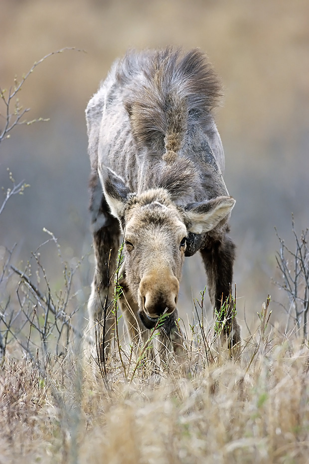 Elch, die Kaelber werden im Mai und Juni geboren  -  (Westkanadischer Elch - Foto einjaehriges Elchkalb aest frische Weidentriebe), Alces alces - Alces alces andersoni, Moose, the young are usually born in May and June  -  (Western Moose - Photo Moose calf 1 year of age)