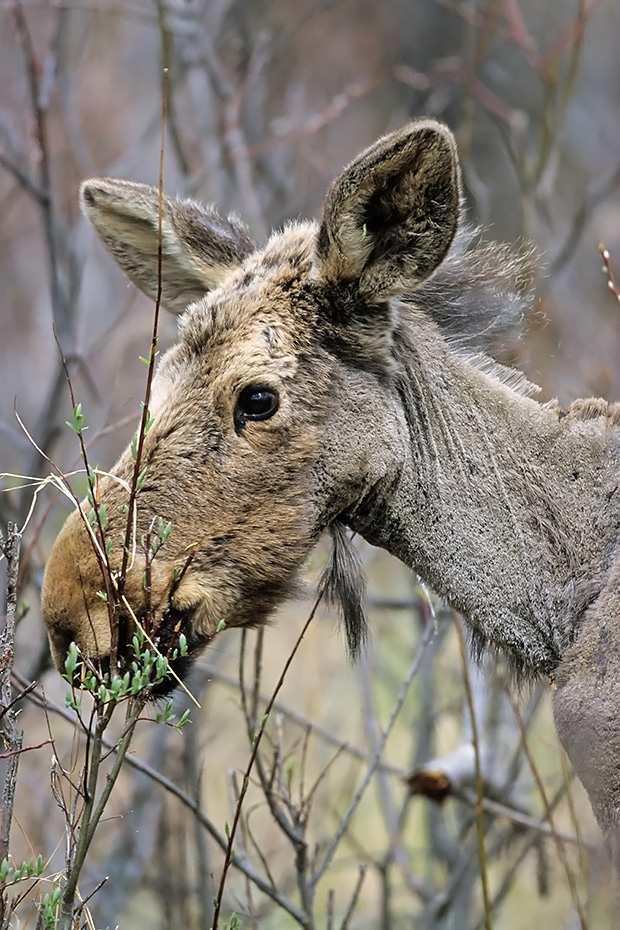 Elch, die Tragzeit betraegt 8 Monate  -  (Westkanadischer Elch - Foto einjaehriges Elchkalb aest frische Weidentriebe), Alces alces - Alces alces andersoni, Moose, the females have an 8 month gestation period  -  (Western Moose - Photo Moose calf 1 year of age)