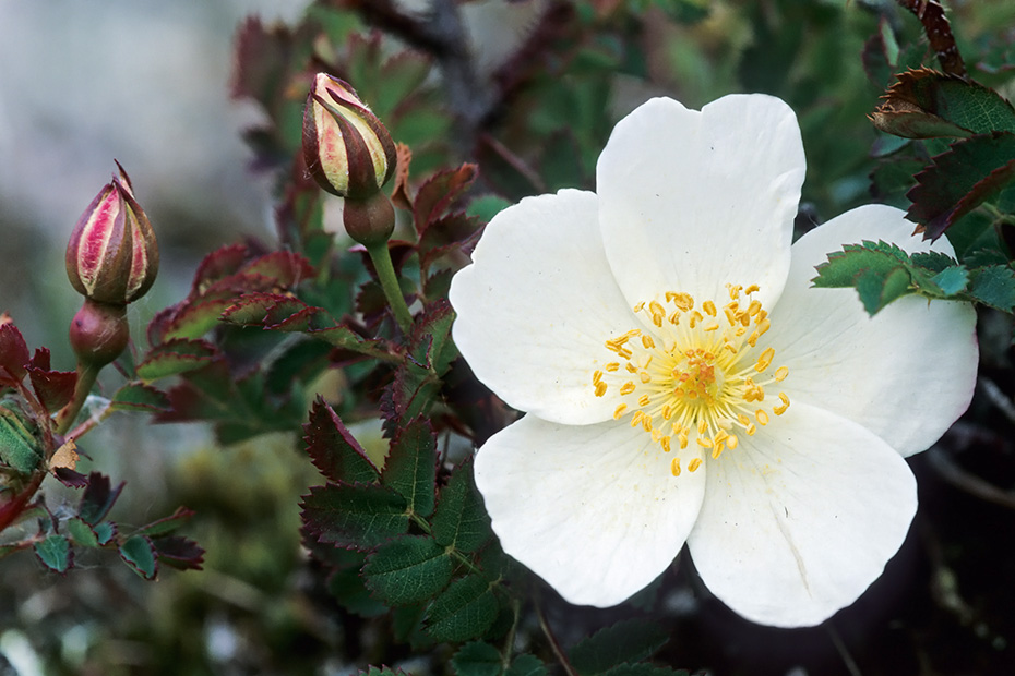 Bibernell-Rose, das tiefreichende Wurzelsystem stellt eine Anpassung an den Standort Duene dar - (Duenen-Rose), Rosa spinosissima - (Rosa pimpinellifolia), Burnet Rose, the flowers are cream-white although rarely also pale pink - (Scots Rose)