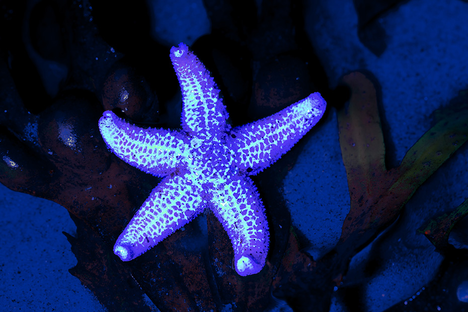 Biofluoreszenz beim Gemeinen Seestern unter UV-Licht, Asterias rubens, Biofluorescence of a Common Starfish under UV light