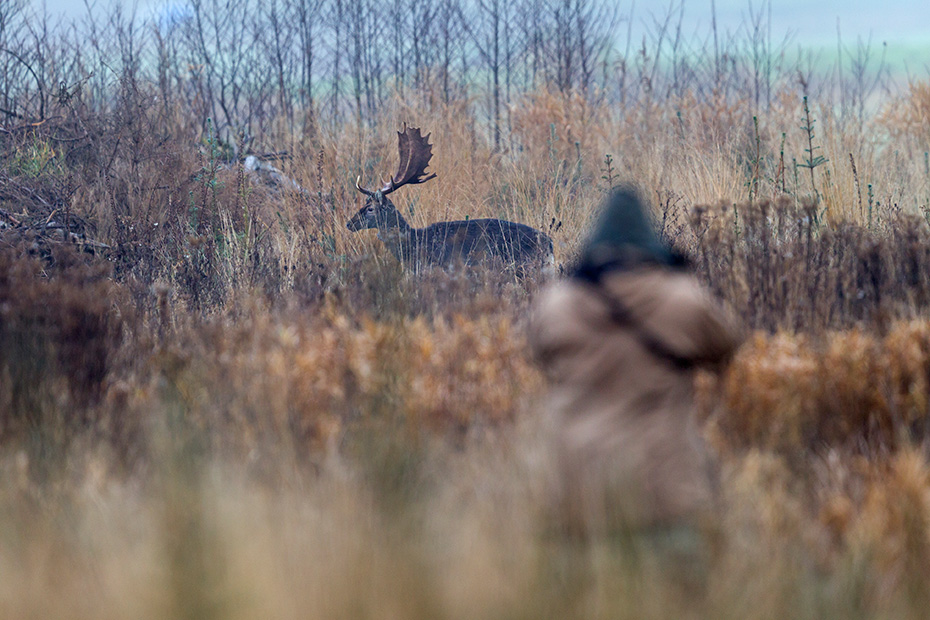 Willi versucht einen Damhirsch zu fotografieren, Dezember 2016, Willi photographs a Fallow Deer stag