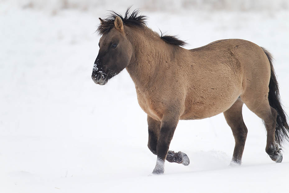 Konikhengst wandert durch eine verschneite Flussniederung - (Waldtarpan - Rueckzuechtung), Equus ferus caballus, Heck Horse stallion cross a snowy covered meadow in a flood plain - (Tarpan - breed back)