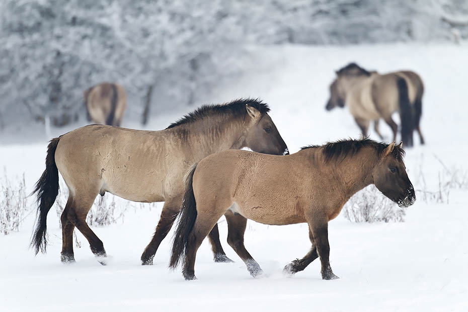 Konikhengste und Stuten im Winter - (Waldtarpan - Rueckzuechtung), Equus ferus caballus, Heck Horse stallions and mares in winter - (Tarpan - breed back)