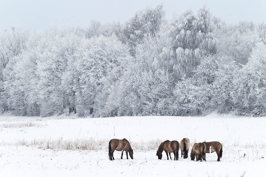 Konikhengste und Stuten in einer Winterlandschaft mit Raureif - (Waldtarpan - Rueckzuechtung), Equus ferus caballus, Heck Horse stallions and mares in a winter scenery with hoarfrost - (Tarpan - breed back)
