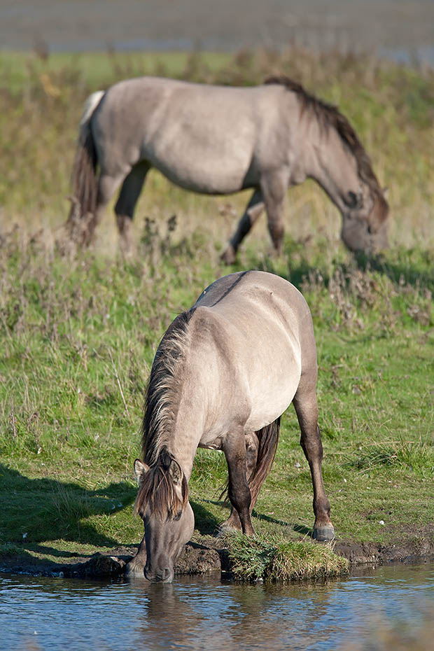 Konikstute an einer Wasserstelle - (Waldtarpan - Rueckzuechtung), Equus ferus caballus - Equus ferus ferus, Heck Horse mare on a waterhole - (Tarpan - breed back)