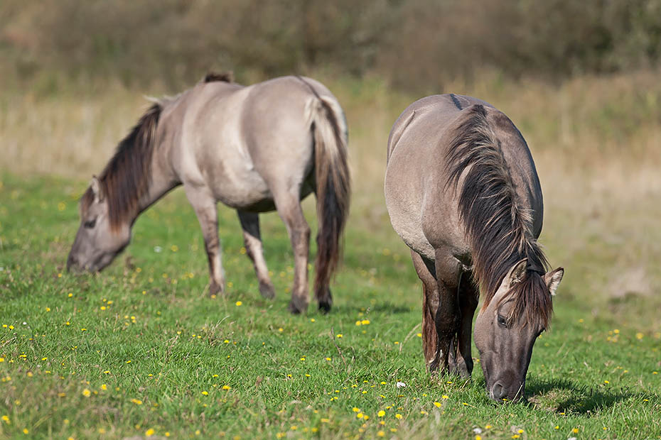 Konikhengst und Stute aesen auf einer Salzgraswiese - (Waldtarpan - Rueckzuechtung), Equus ferus caballus, Heck Horse stallion and mare graze on a salt meadow - (Tarpan - breed back)