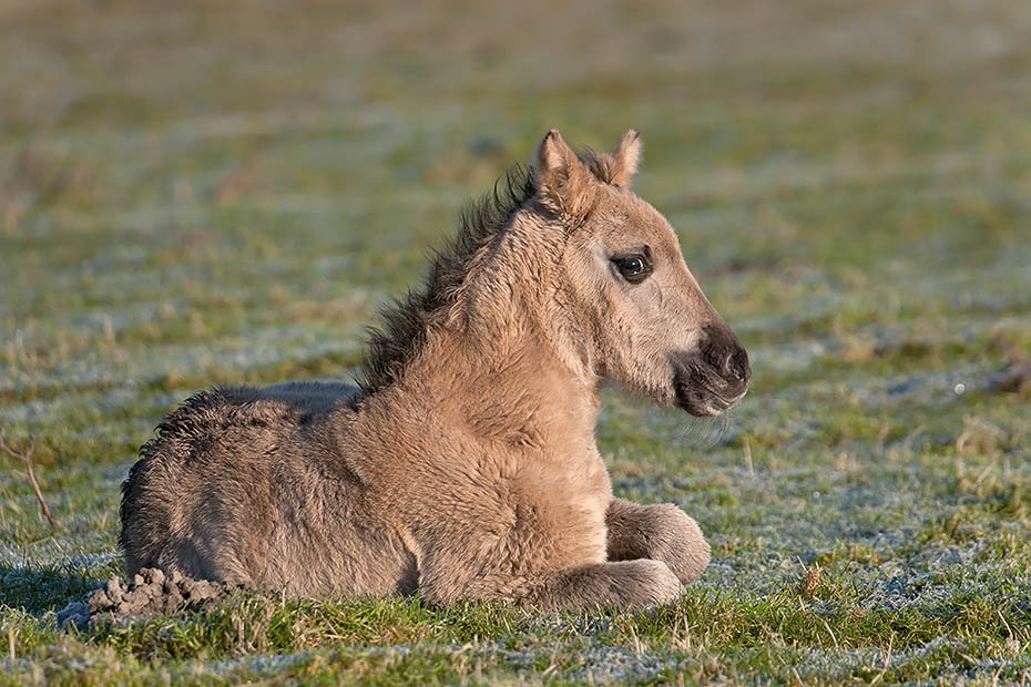 Konikfohlen ruht auf einer Salzgraswiese - (Waldtarpan - Rueckzuechtung), Equus ferus caballus - Equus ferus ferus, Heck Horse foal relaxed on a salt meadow - (Tarpan - breed back)