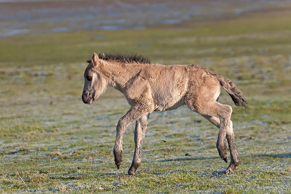 Konikfohlen spielt auf einer Salzgraswiese - (Waldtarpan - Rueckzuechtung), Equus ferus caballus - Equus ferus ferus, Heck Horse foal play on a salt meadow - (Tarpan - breed back)