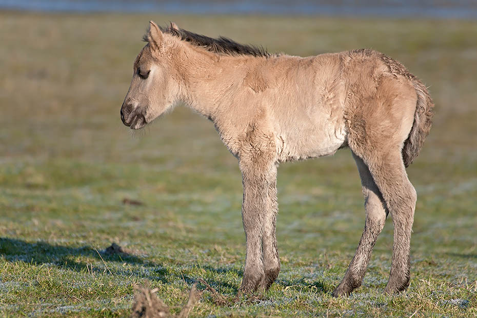 Konikfohlen spielt auf einer Salzgraswiese - (Waldtarpan - Rueckzuechtung), Equus ferus caballus - Equus ferus ferus, Heck Horse foal play on a salt meadow - (Tarpan - breed back)