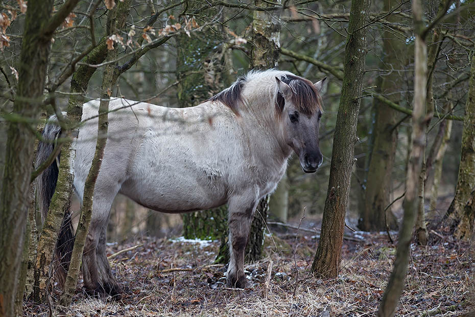 Konikstute in einem Mischwald - (Waldtarpan - Rueckzuechtung), Equus ferus caballus - Equus ferus ferus, Heck Horse mare in a mixed forest - (Tarpan - breed back)