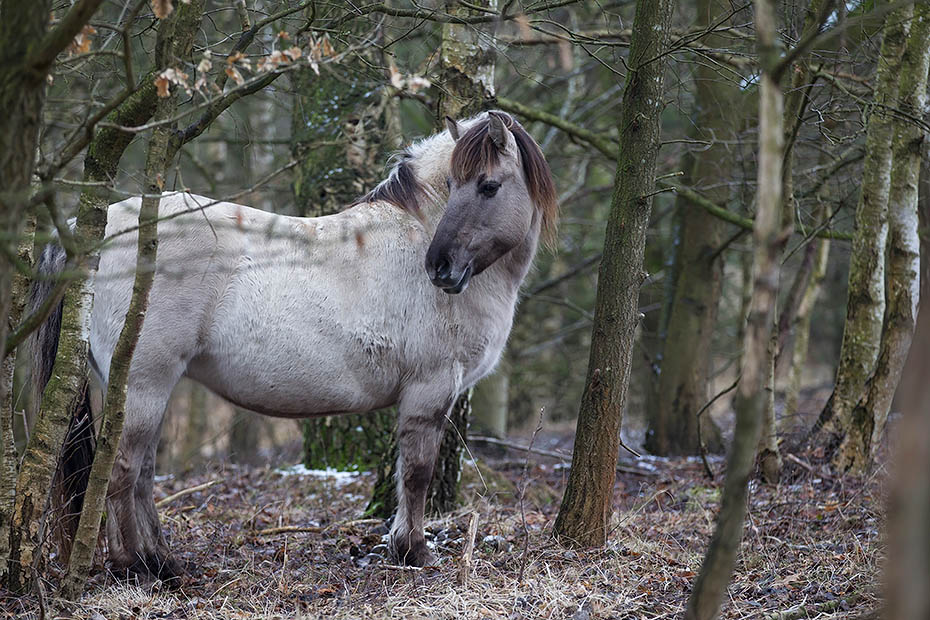 Konikstute in einem Mischwald - (Waldtarpan - Rueckzuechtung), Equus ferus caballus - Equus ferus ferus, Heck Horse mare in a mixed forest - (Tarpan - breed back)