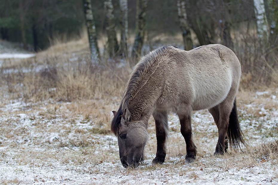 Konikstute auf Nahrungssuche - (Waldtarpan - Rueckzuechtung), Equus ferus caballus - Equus ferus ferus, Heck Horse mare eat dry grass - (Tarpan - breed back)