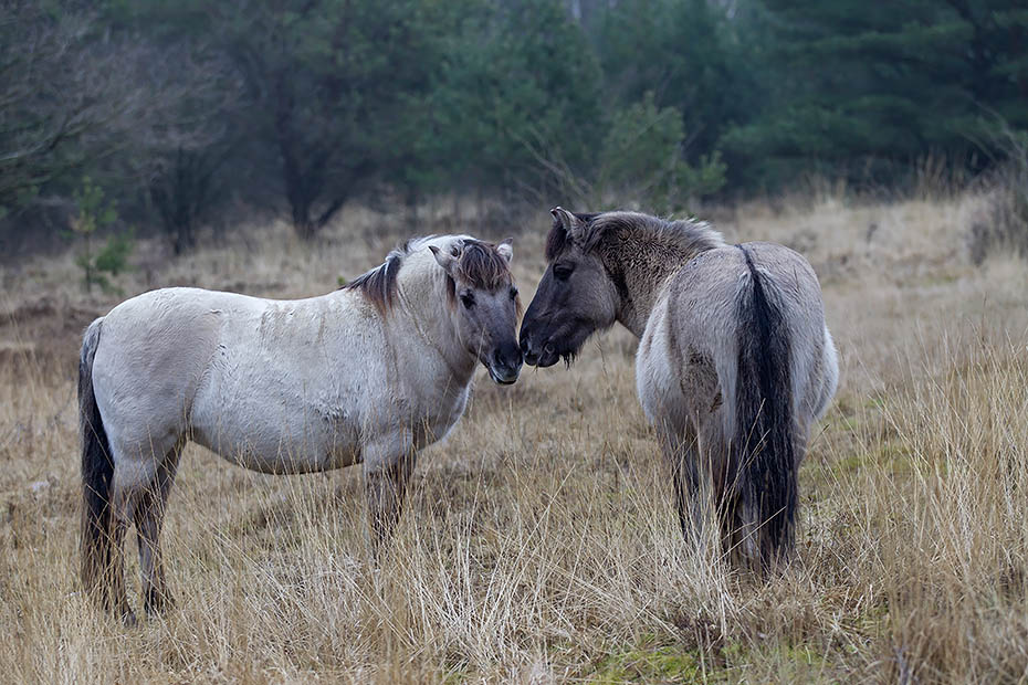 Sozialverhalten zwischen Konikstuten - (Waldtarpan - Rueckzuechtung), Equus ferus caballus - Equus ferus ferus, Social behaviour between Heck Horse mares - (Tarpan - breed back)