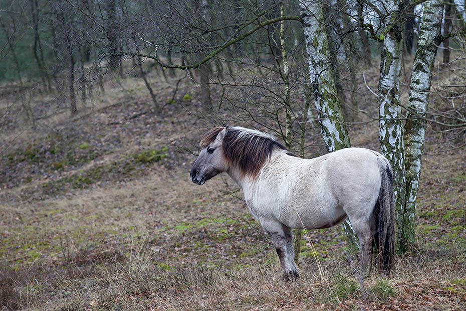 Konikstute beobachtet Artgenossen - (Waldtarpan - Rueckzuechtung), Equus ferus caballus - Equus ferus ferus, Heck Horse mare observes conspecifics - (Tarpan - breed back)