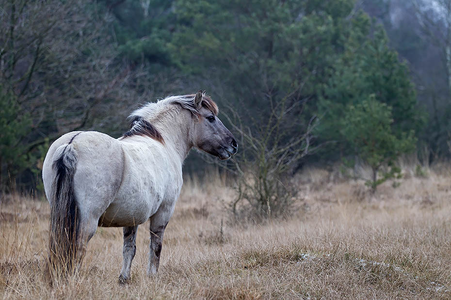 Konikstute am Rand eines Duenenwaldes - (Waldtarpan - Rueckzuechtung), Equus ferus caballus - Equus ferus ferus, Heck Horse mare at the shore of a dune forest - (Tarpan - breed back)