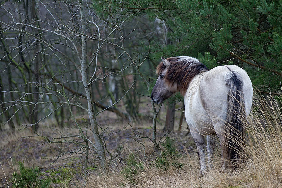 Konikstute in einem Duenenwald - (Waldtarpan - Rueckzuechtung), Equus ferus caballus - Equus ferus ferus, Heck Horse mare in a dune forest - (Tarpan - breed back)