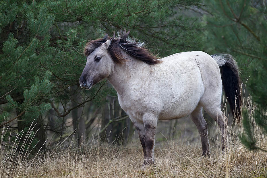 Konikstute in einem Duenenwald - (Waldtarpan - Rueckzuechtung), Equus ferus caballus - Equus ferus ferus, Heck Horse mare in a dune forest - (Tarpan - breed back)