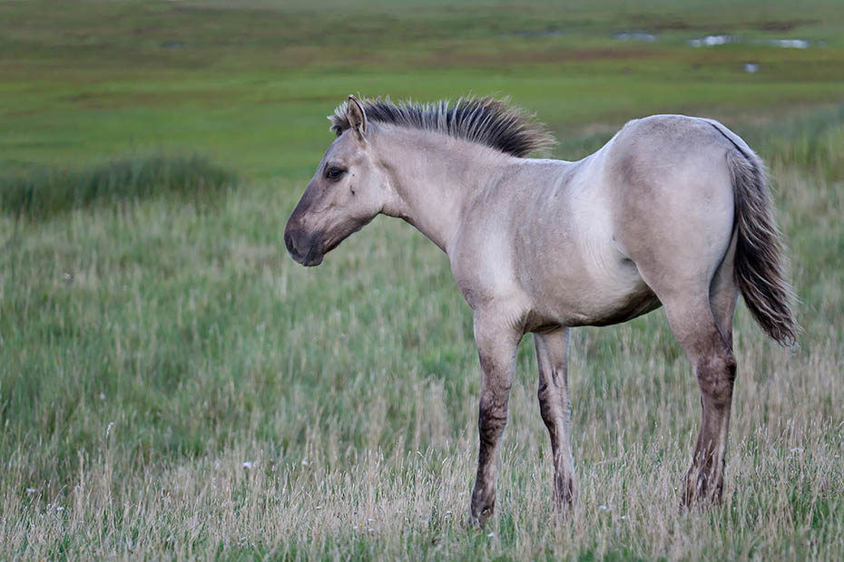 Konikfohlen beobachtet andere Fohlen der Herde - (Waldtarpan - Rueckzuechtung), Equus ferus caballus - Equus ferus ferus, Heck Horse foal look intently to other foals in the herd - (Tarpan - breed back)