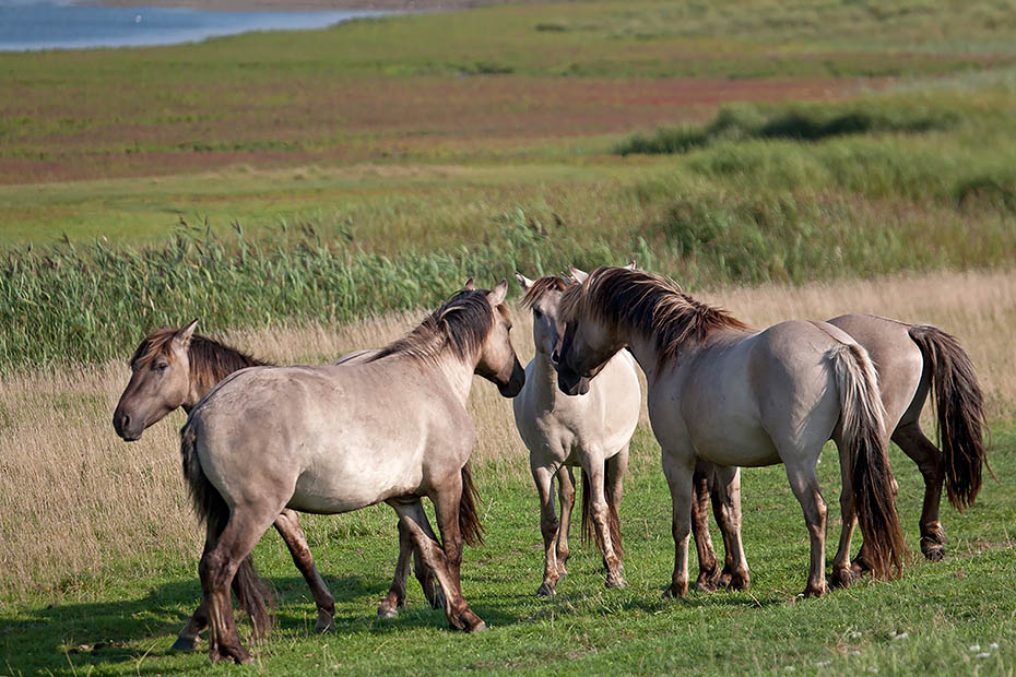 Konikhengste beim Zwiegespraech - (Waldtarpan - Rueckzuechtung), Equus ferus caballus - Equus ferus ferus, Tete-a-tete between Heck Horse stallions - (Tarpan - breed back)
