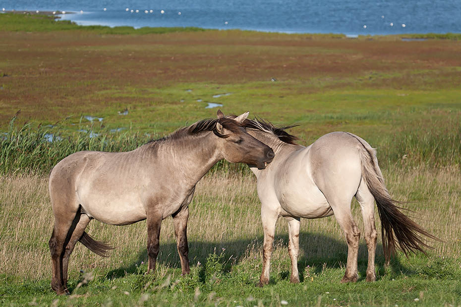 Konikhengste bei der gegenseitigen Fellpflege - (Waldtarpan - Rueckzuechtung), Equus ferus caballus - Equus ferus ferus, Heck Horse stallions pair grooming - (Tarpan - breed back)