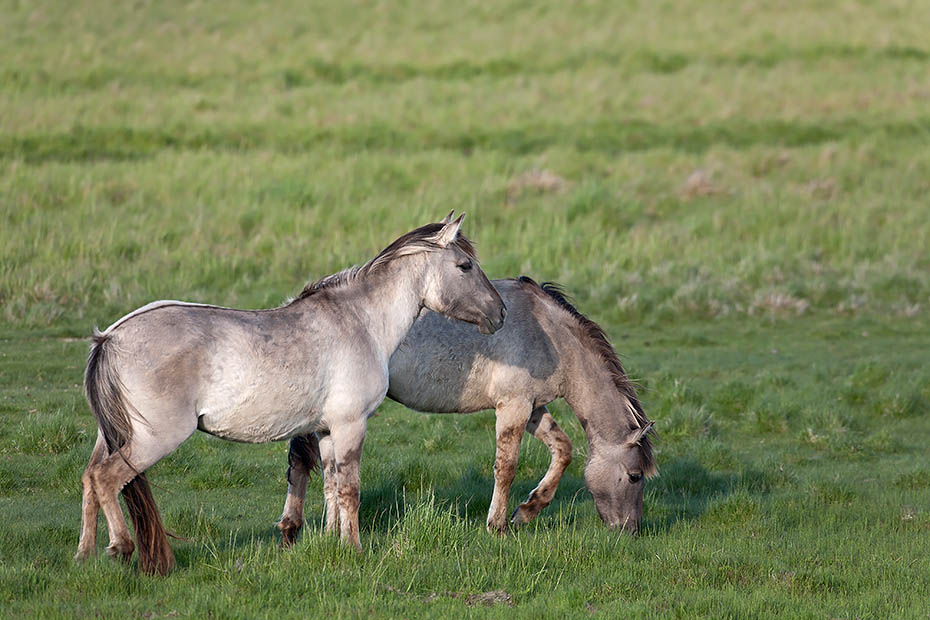 Konikstuten aesen auf einer Wiese - (Waldtarpan - Rueckzuechtung), Equus ferus caballus - Equus ferus ferus, Heck Horse mares graze on a meadow - (Tarpan - breed back)