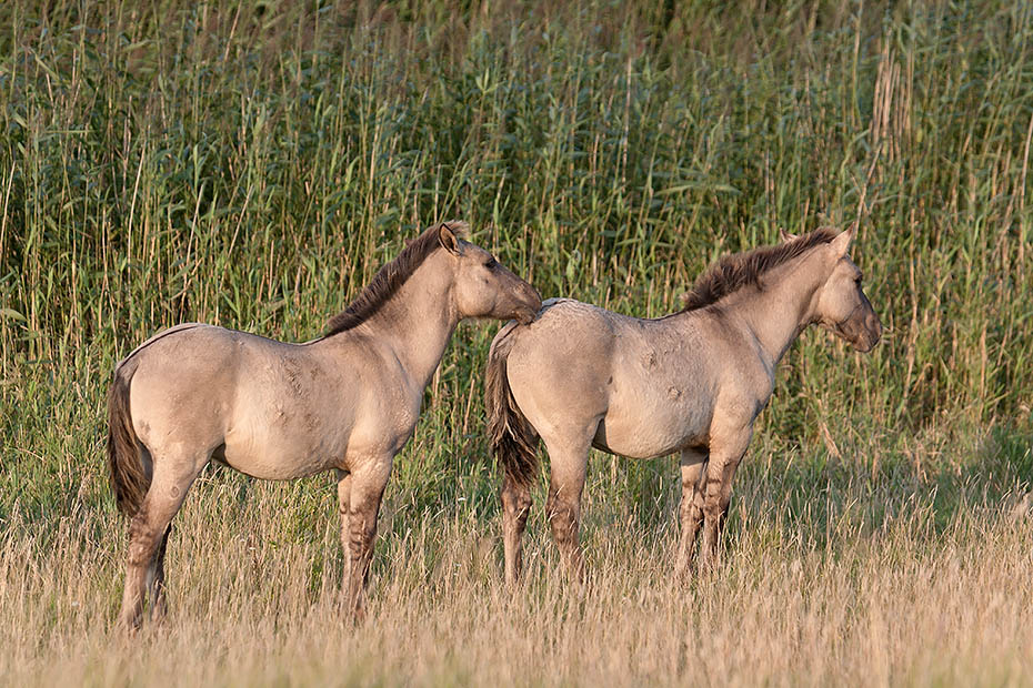 Konikfohlen am Rand eines Schilfguertels - (Waldtarpan - Rueckzuechtung), Equus ferus caballus - Equus ferus ferus, Heck Horse foals at the border of a reed belt - (Tarpan - breed back)
