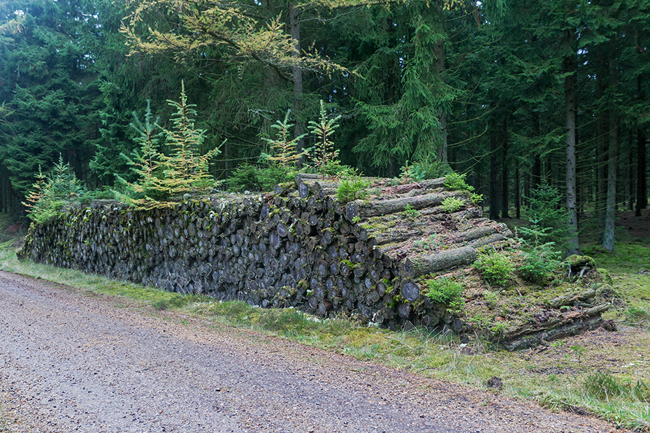 Vergessener Holzstapel wird von der Natur zurueck erobert Midtjylland Daenemark wood