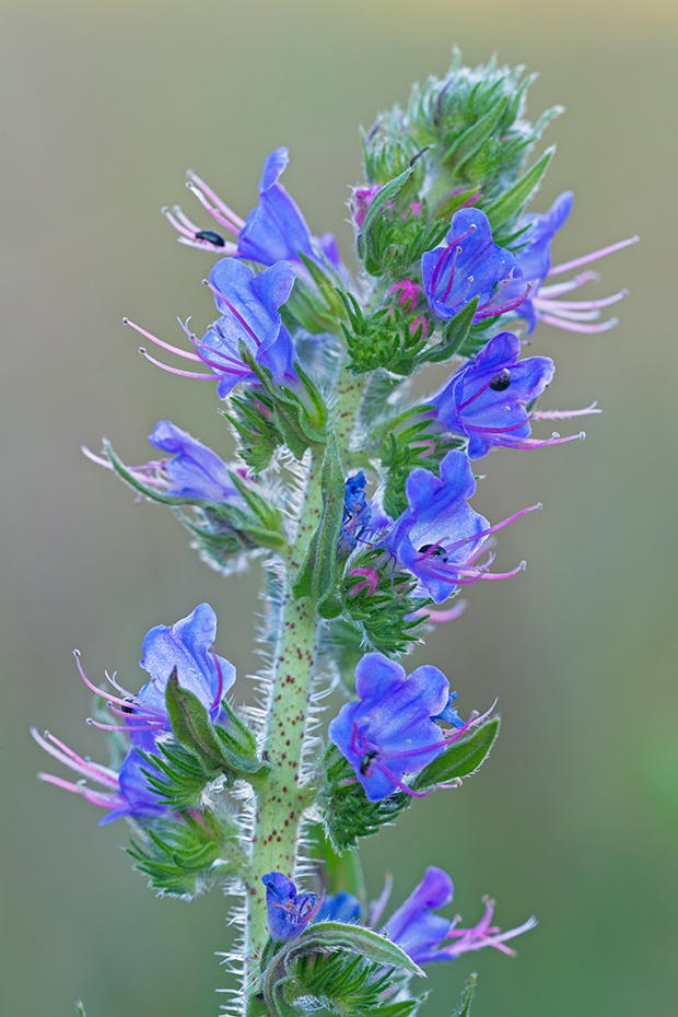 Der Gewoehnliche Natternkopf besitzt steife Haare an Staengeln und Blaettern  -  (Blauer Natternkopf - Foto Gewoehnlicher Natternkopf  Bluetenstand), Echium vulgare, The Blueweed is a plant with rough, hairy and lanceolate leaves  -  (Vipers Bugloss - Photo Blueweed inflorescence)