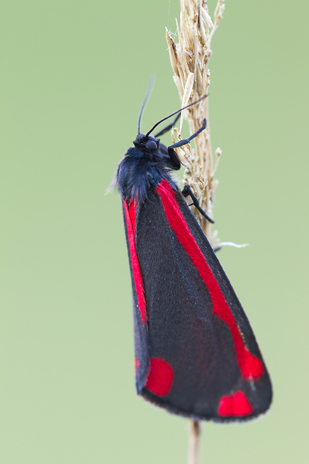 Blutbaer, im Mai und Juni schluepfen die Falter  -  (Jakobskrautbaer - Foto Falter), Tyria jacobaea, Cinnabar Moth is a brightly coloured moth  -  (Photo adult)