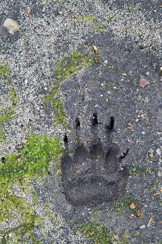 Dachsspur auf einem Feld am Waldrand  -  Dachsfaehrte, Meles meles, Badger track track on a field at the edge of a forest  -  Badger spoor - Badger footprint - Badger trail