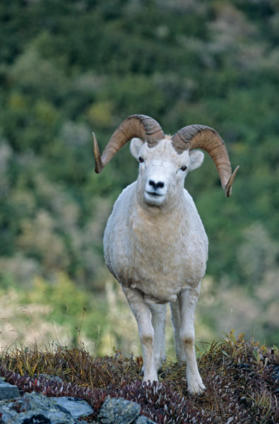Dall-Schafwidder steht am Rand einer Gebirgswiese - (Alaska-Schneeschaf), Ovis dalli, Dall Sheep ram standing at the border of a alpine meadow