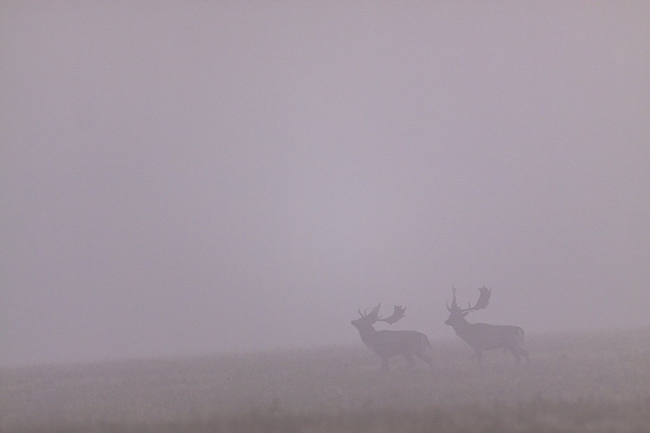 Zwei Damhirsche schreiten im Morgennebel ueber den Brunftplatz, Dama dama, Two Fallow Deer bucks walk in morning mist over the rutting ground