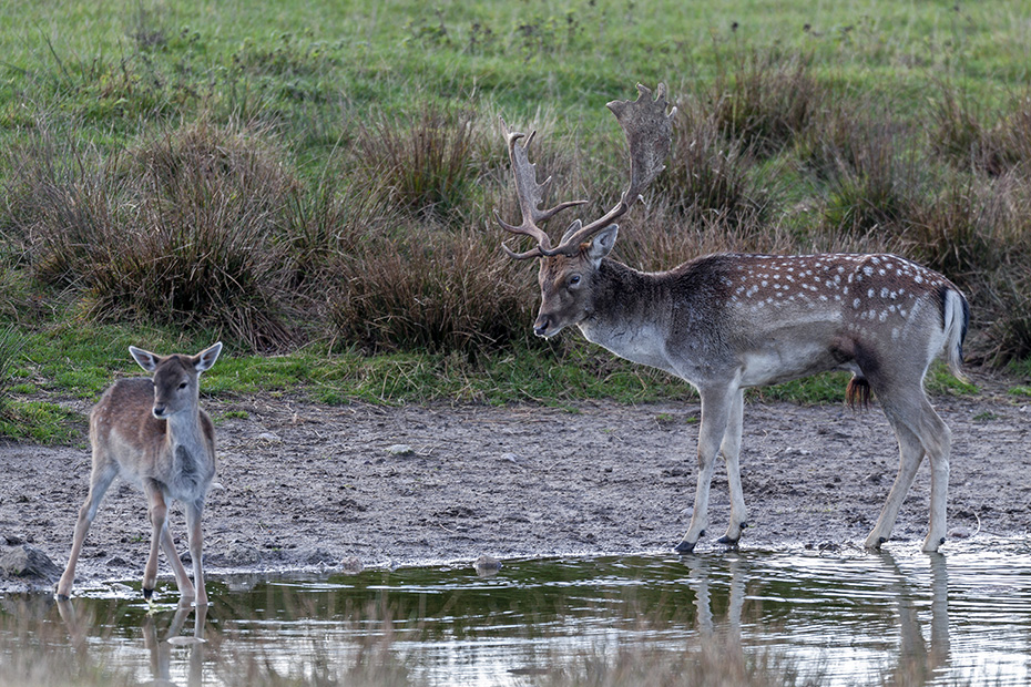 Ein Damhirsch und ein Damhirschkalb begegnen sich an einer Wasserstelle, Dama dama, A Fallow Deer buck and a fawn on a water hole