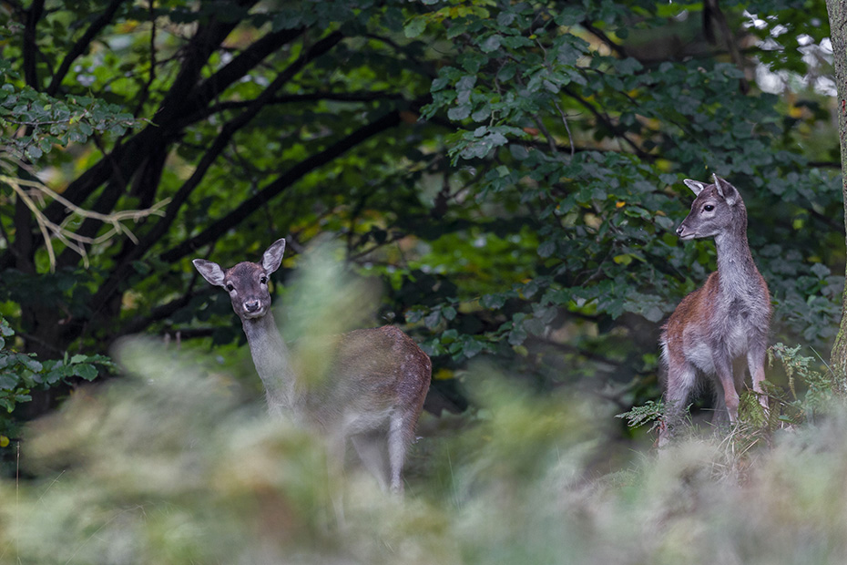 Ein Damtier mit Kalb waehrend der Brunft, Dama dama, A Fallow Deer doe with fawn during the rutting season