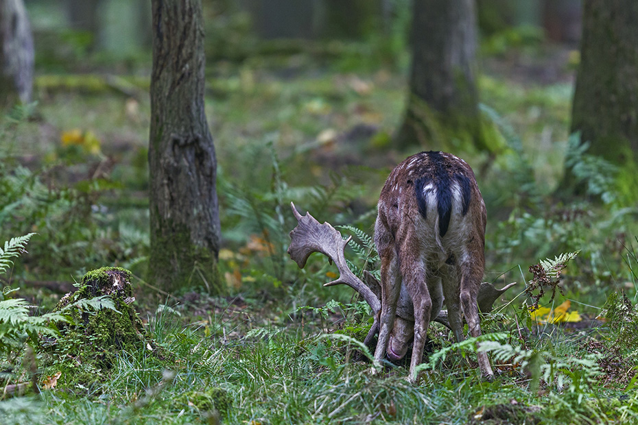 Ein Damhirsch forkelt mit dem Geweih den Waldboden, Dama dama, A Fallow Deer buck strikes with the antlers the forest floor