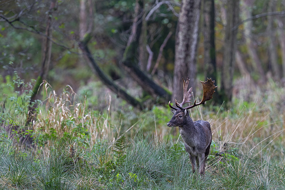 Ein junger Damhirsch wechselt ueber den Brunftplatz, Dama dama, A young Fallow Deer buck moves over the rutting ground