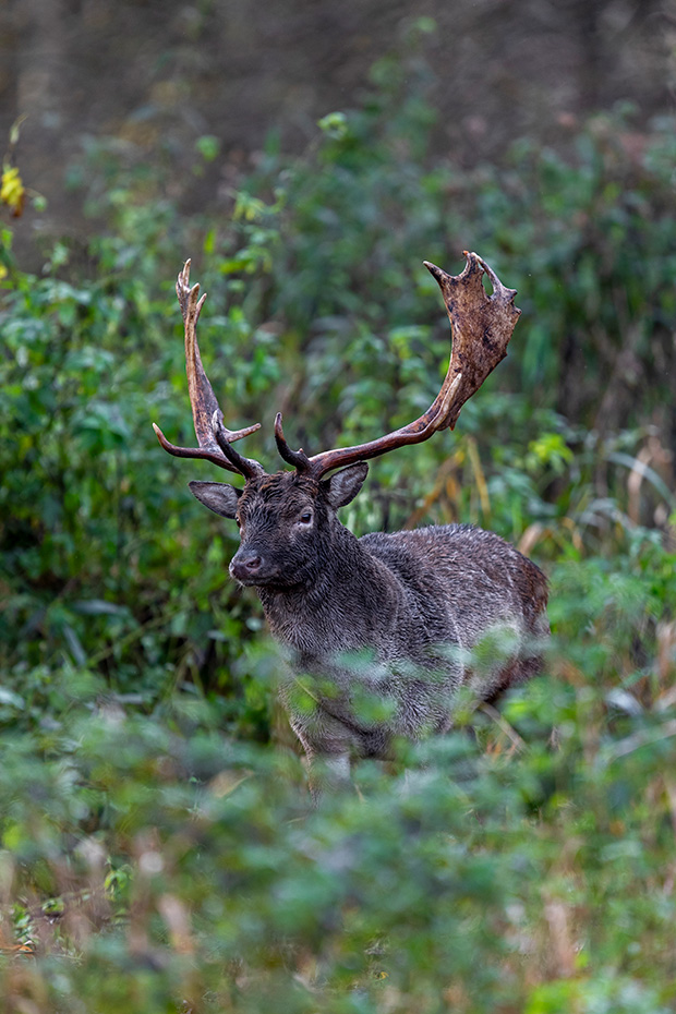 Der Blick von diesem Damhirsch strahlt Entschlossenheit aus, Dama dama, The look of this Fallow Deer buck shows determination