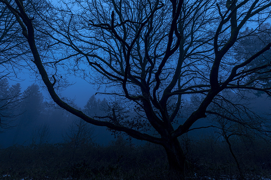 Eine Stieleiche mit weit ausladenden Aesten an einem nebligen Abend, Schierenwald  -  Schleswig-Holstein, A Common Oak with wide spreading branches on a foggy evening